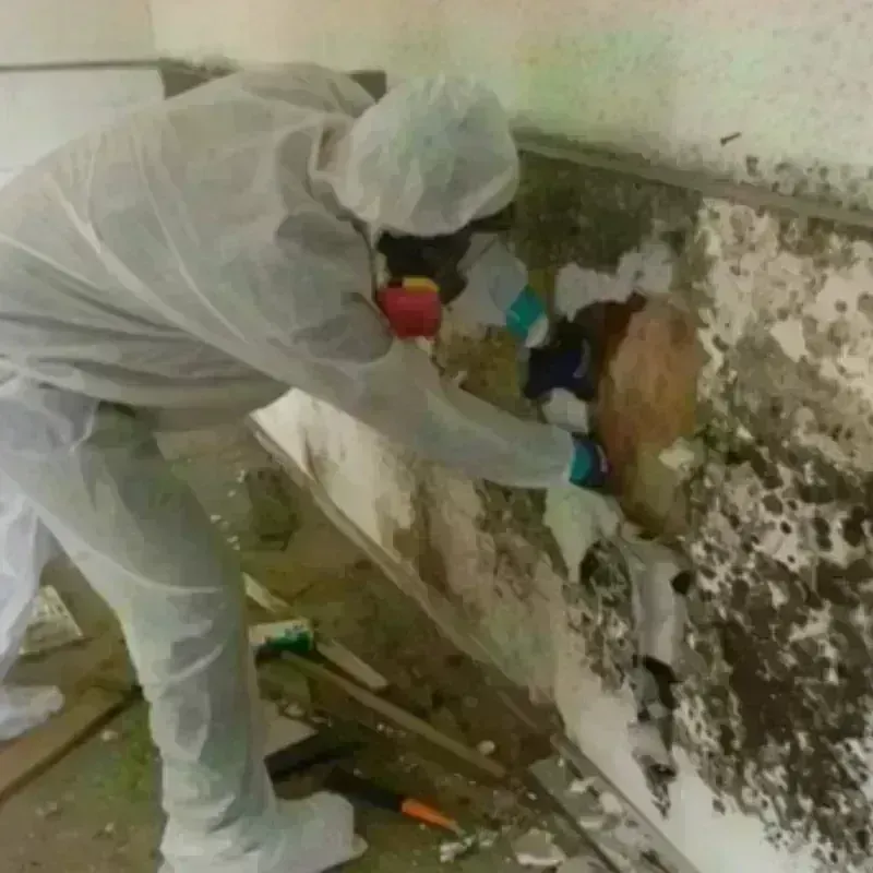 Mold Remediation and Removal in Gregory, TX